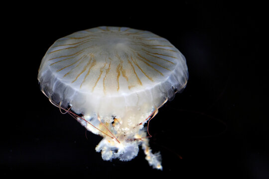 Japanese sea nettle (Chrysaora pacifica) with a translucent bell, brown-orange stripes and reddish tentacles against a black background.