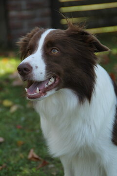 Close Up Portrait of Beautiful Brown and White Border Collie Dog
