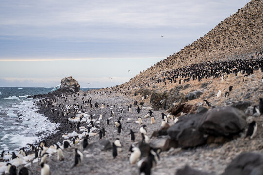 View of a large colony of Adelie penguins on the rocky beach of Paulet Island with ice fragments along the shoreline and a steep hillside in Antarctica.