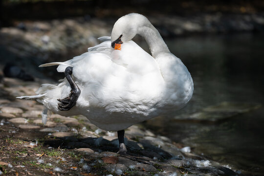 Detailed biological illustration capturing natural evolutionary adaptation, preening habits, and waterbird limb structure