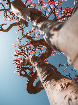 View of a blooming Desert Rose tree with thick, gnarled branches and vibrant pink flowers against a clear blue sky in Socotra, Yemen.