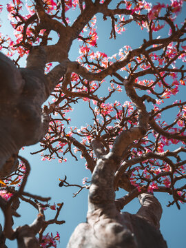 View of a blooming Desert Rose tree with pink flowers and thick, gnarled branches reaching towards a clear blue sky, Socotra, Yemen.