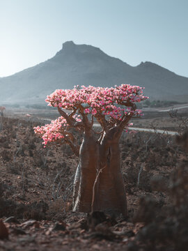 View of a blooming Desert Rose tree with pink flowers in the arid rocky landscape of Socotra, Yemen.