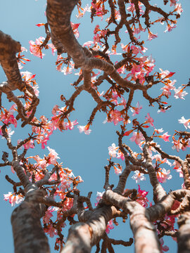 View of a blooming Desert Rose tree with pink flowers and gnarled branches reaching towards a clear blue sky, Socotra, Yemen.