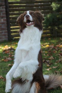 Playful Border Collie Dog Begging on Hind Legs Performing Trick Outdoors