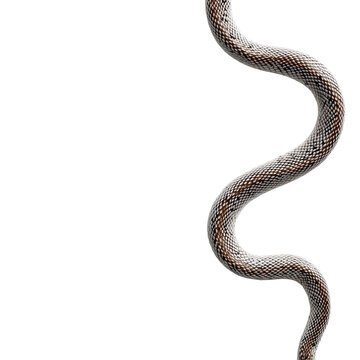 Curved snake body with black and white diamond scales isolated on transparent background
