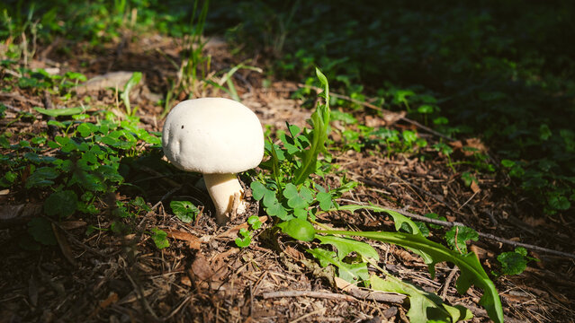 A close‑up of a white champignon in the park. Green foliage with a white mushroom.