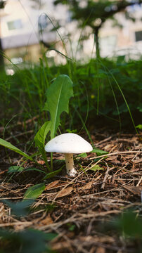A close‑up of a white champignon in the park. Green foliage with a white mushroom.