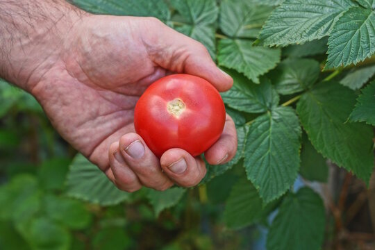 A hand holds a single ripe fresh red tomato against a backdrop of green vegetation on a summer street