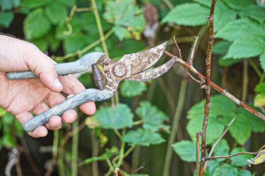 one hand holds old rusty tool pruning shears cutting brown dry thin branch on green bush in summer garden