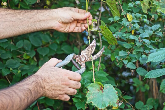 one hand holds old rusty tool pruning shears cutting brown dry thin branch on green bush in summer garden