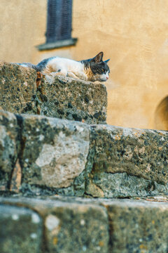 Grey and white cat lying on stone step by a plastered wall.