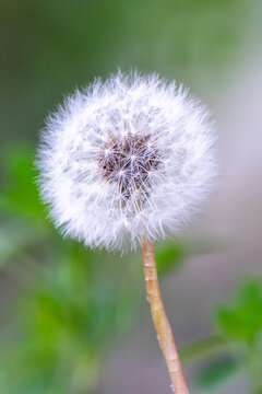 View of a delicate white dandelion seed head with fluffy pappus against a soft green blurred background in Gilgit, Pakistan.