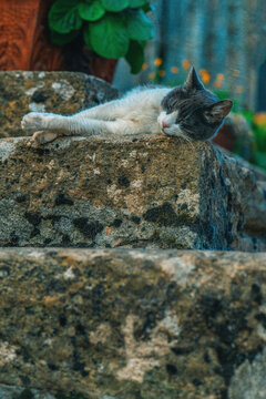 Grey and white cat lying on stone step by a flowerpot.