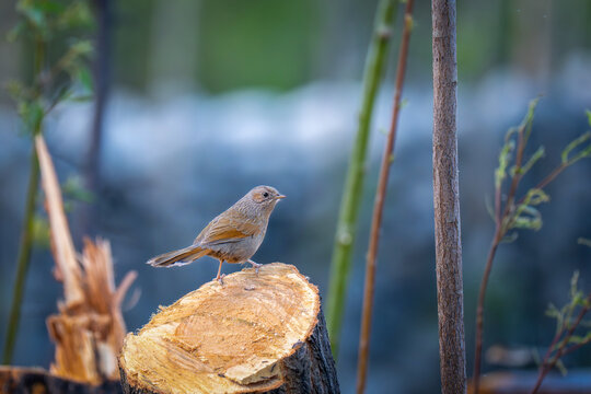 View of a small bird Streaked laughingthrush perched on a tree stump in a natural forest setting in Gilgit, Pakistan.