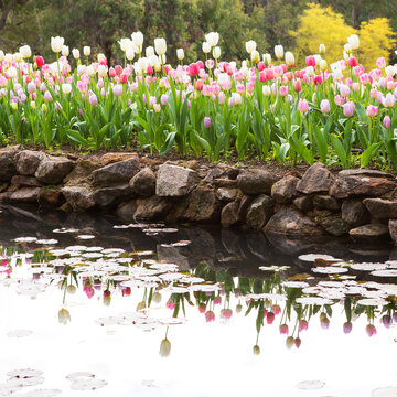 View of vibrant pink and white tulips blooming along a rustic stone wall beside a calm pond with lily pads in Araluen Botanic Park, Roleystone, Western Australia, Australia.