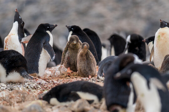 View of a colony of Adelie penguins, including fluffy brown chicks and adults, standing on the rocky terrain of Paulet Island, Antarctica.