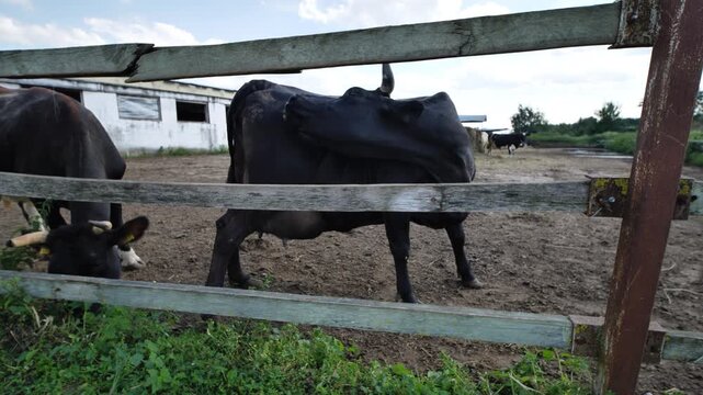 Black cows standing behind a wooden fence on a rural farm, grazing fresh grass