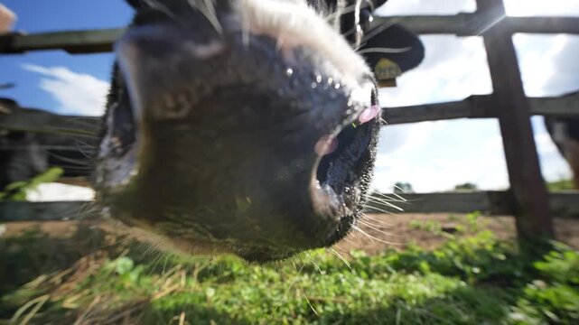 Curious dairy cow close up looking through wooden fence on a sunny farm day