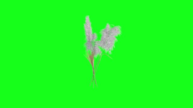 Kash Phool || Pampass Grass || Kahuwa bon