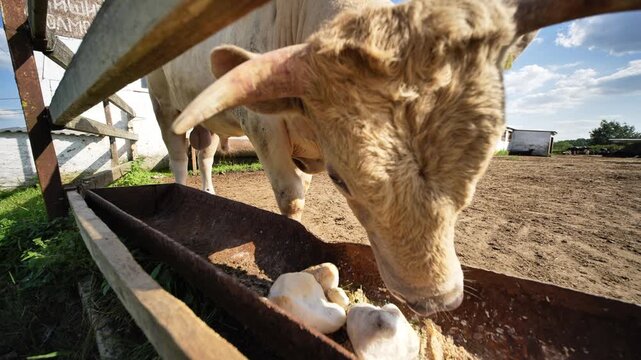 A bull is grazing on a farm, eating salt from a simple feeder on a sunny day
