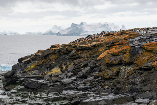 View of penguins on the rocky coastline covered in orange lichen with icebergs in the background under an overcast sky, South Orkney Islands.