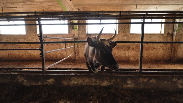 Dairy cow standing inside old barn looking at viewer, farming industry