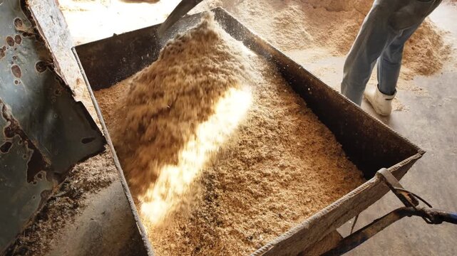 Agricultural worker filling cart with wood shavings for livestock bedding on farm