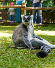 Fototapeta premium Ring-tailed lemur relaxing on green grass at a wildlife park