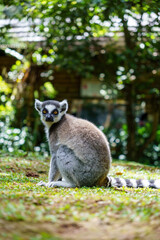 Fototapeta premium Ring-tailed lemur sitting on the grass looking directly at the camera in a lush park