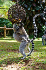 Fototapeta premium Ring-tailed lemur mother carrying a baby while standing to reach food from a hanging ball