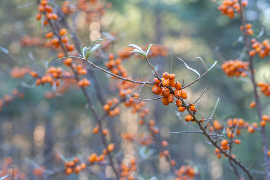 Orange sea buckthorn berries growing on branches in daylight with blurred natural background
