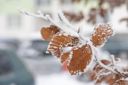 Brown autumn leaves covered with frost and snow in daylight with blurred background
