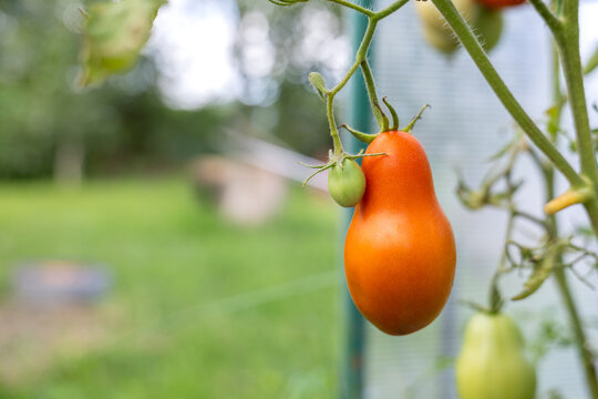 Ripe red tomato growing on vine in daylight with blurred background and copy space