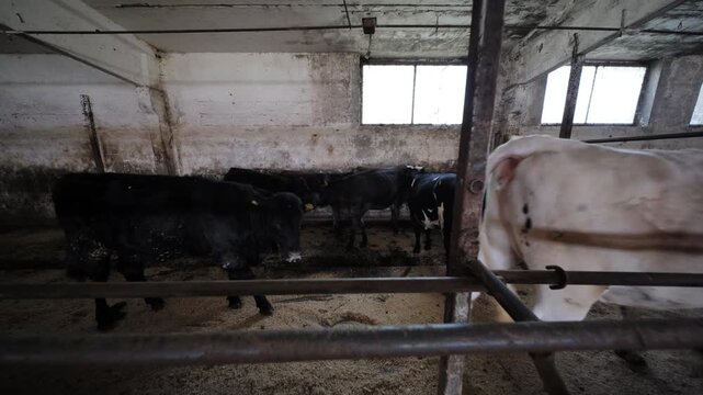 Cow standing in a barn pen, showing cattle farming and the milk industry