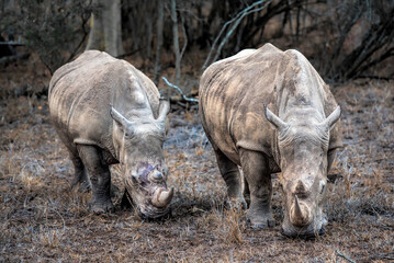 Two rhinoceroses in the savannah © NJ