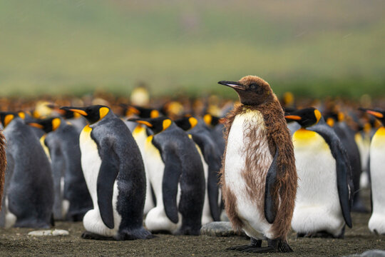 View of a fluffy brown king penguin chick standing in the foreground with a large colony of adult king penguins in the background at Gold Harbour, South Georgia and the South Sandwich Islands.
