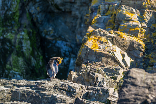 View of a Macaroni penguin preening on the rocky cliffs of Hercules Bay, South Georgia and the South Sandwich Islands.