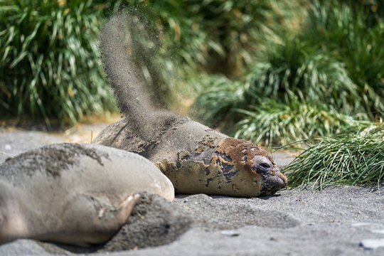 View of an elephant seal throwing sand onto its back while resting on the beach at Fortuna Bay, South Georgia and the South Sandwich Islands.