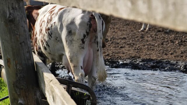 Dairy cow standing in water at a farm, udders visible, seeking relief from heat