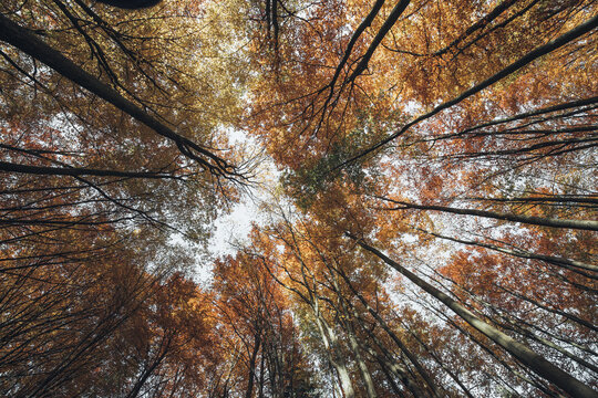 View of the vibrant autumn forest canopy with golden and orange leaves reaching towards the sky in Poland.
