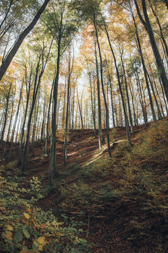 View of a forest during autumn with tall trees, golden foliage, and a ground covered in fallen leaves in Poland.