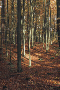 View of a forest during autumn with tall trees and a carpet of fallen leaves illuminated by soft sunlight in Poland.