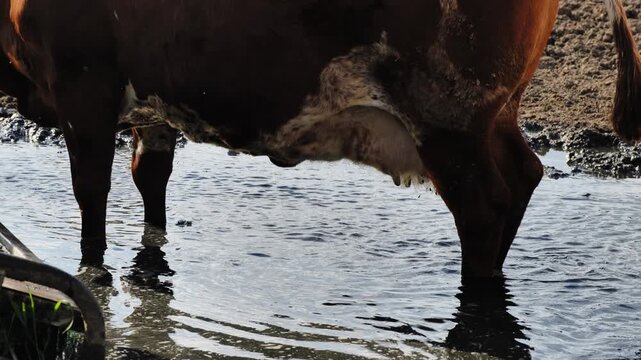Domestic cattle standing in mud and water on a rural farm, reflecting in a puddle