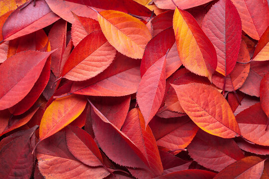 Full frame background of fallen  Cherry autumn  leaves in bright red, orange, and yellow colors. Flat lay texture of natural foliage showcasing detailed veins and rich seasonal tones.