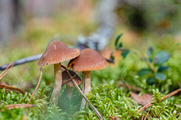Fototapeta premium Mushrooms in the forest