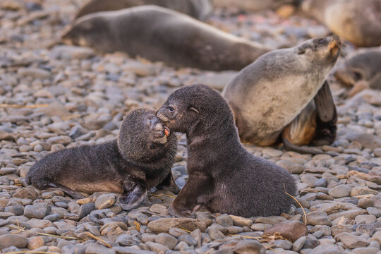 View of two fur seal pups interacting on the rocky beach at Jason Harbour, South Georgia and the South Sandwich Islands.