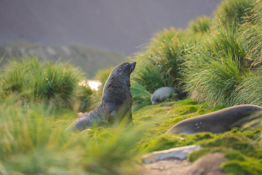 View of a fur seal resting in the tussock grass at Jason Harbour, South Georgia and the South Sandwich Islands.