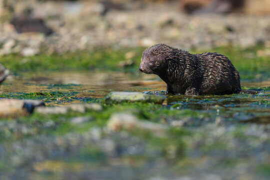 View of a fur seal pup resting in a shallow, mossy, rocky pool at Jason Harbour, South Georgia and the South Sandwich Islands.