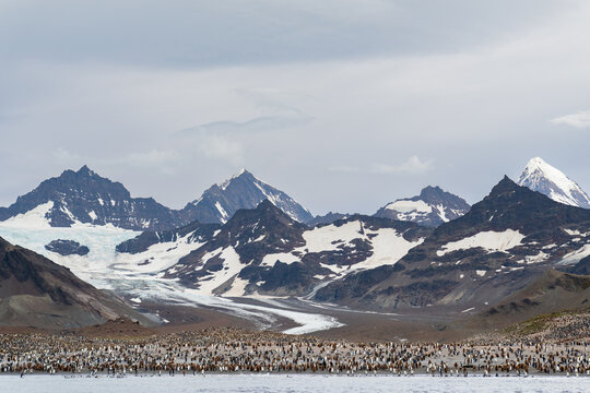 View of a massive king penguin colony at Saint Andrew's Bay with snow-capped mountains and glaciers in the background under an overcast sky in South Georgia and the South Sandwich Islands.